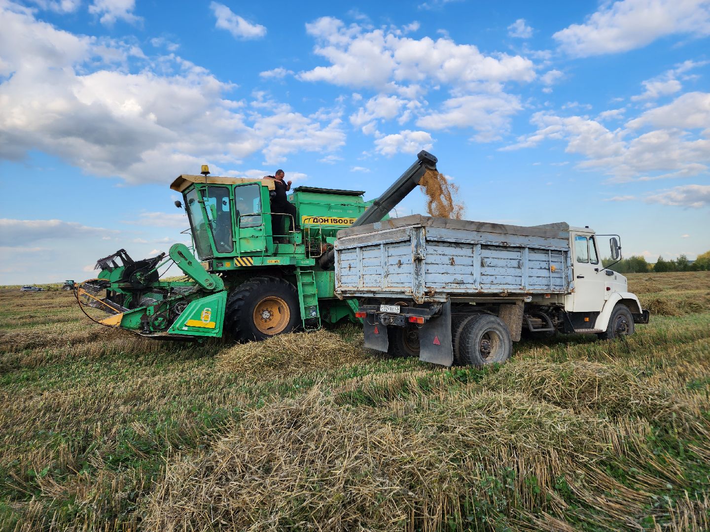 Сьтупино, сельское хозяйство, безглютеновая пшеница