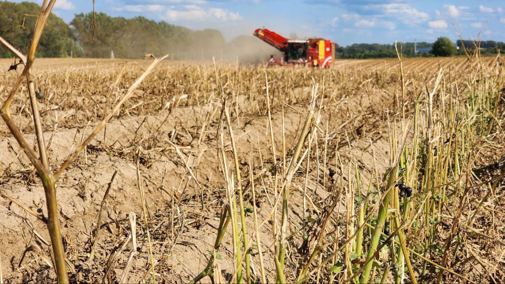 Дмитров, Агрофирма Бунятино, Агрохолдинг Дмитровские овощи