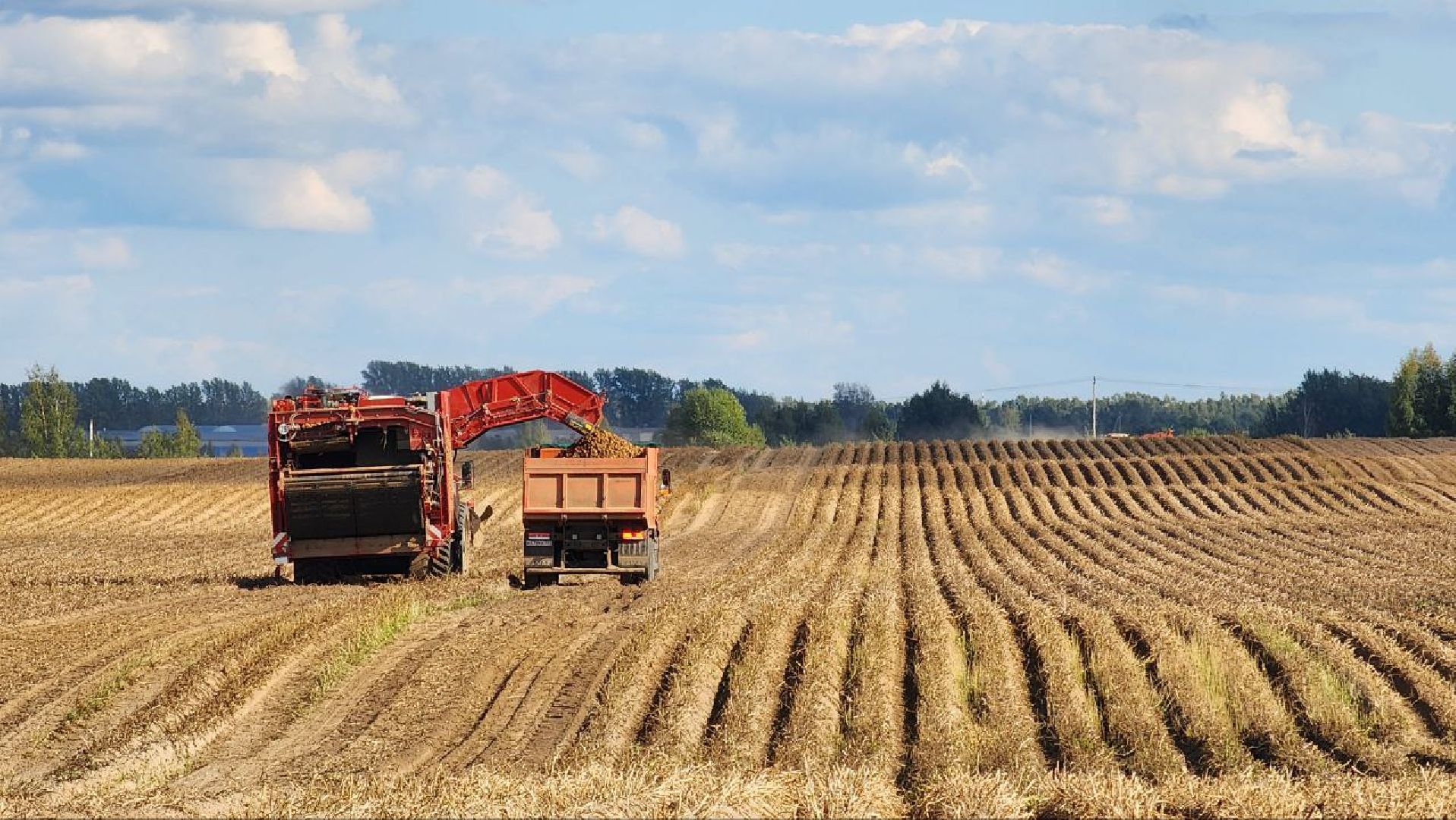 Дмитров, Агрофирма Бунятино, Агрохолдинг Дмитровские овощи