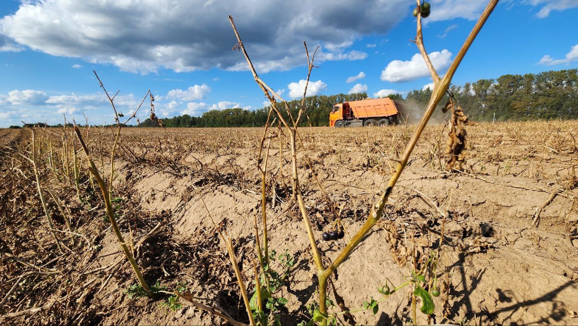 Дмитров, Агрофирма Бунятино, Агрохолдинг Дмитровские овощи