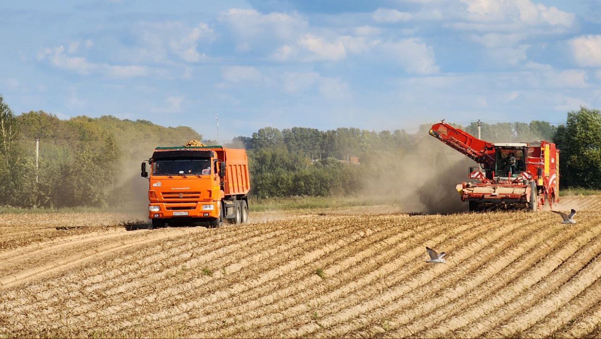 Дмитров, Агрофирма Бунятино, Агрохолдинг Дмитровские овощи