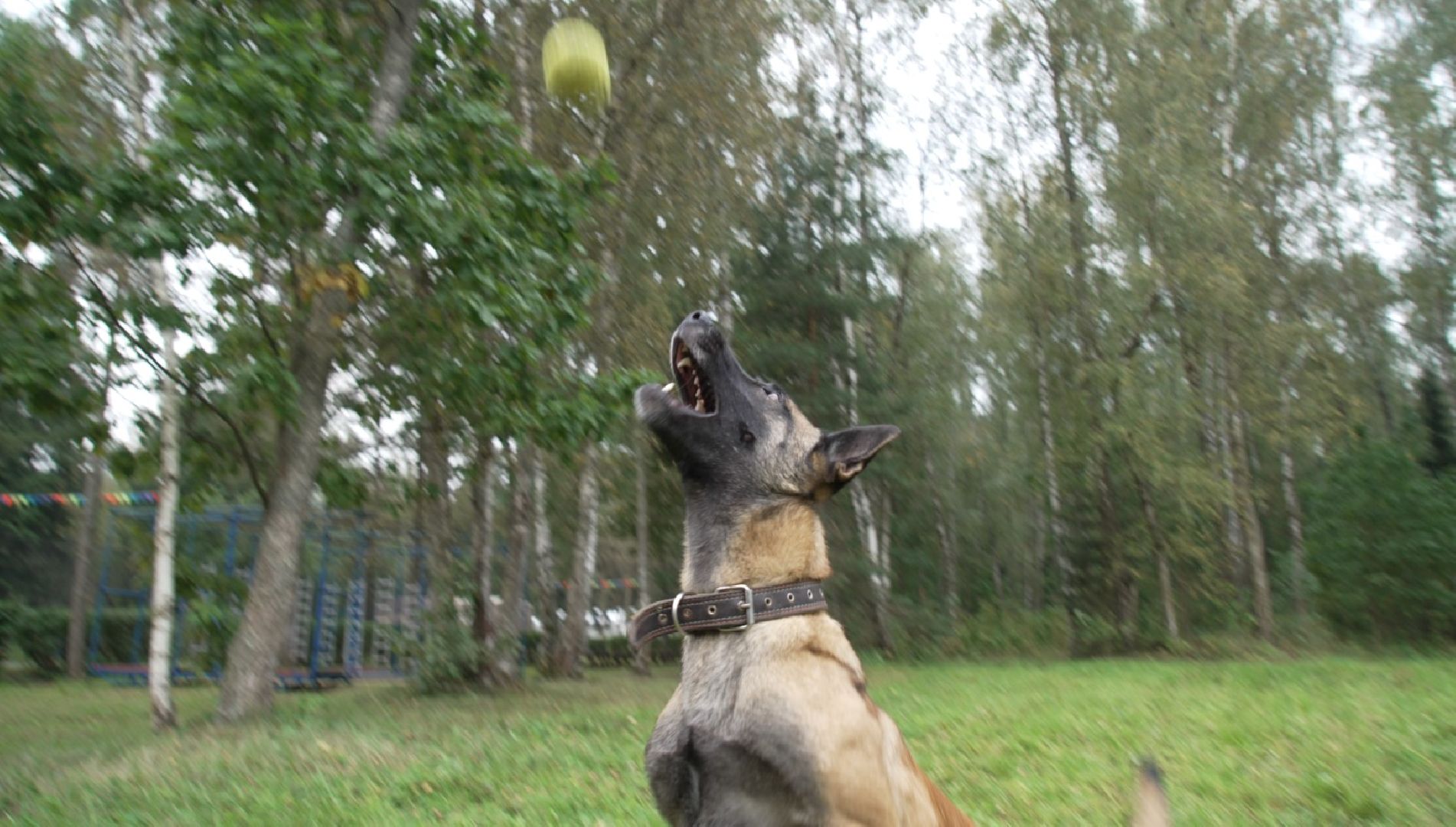 служебные собаки, аэропорт Домодедово