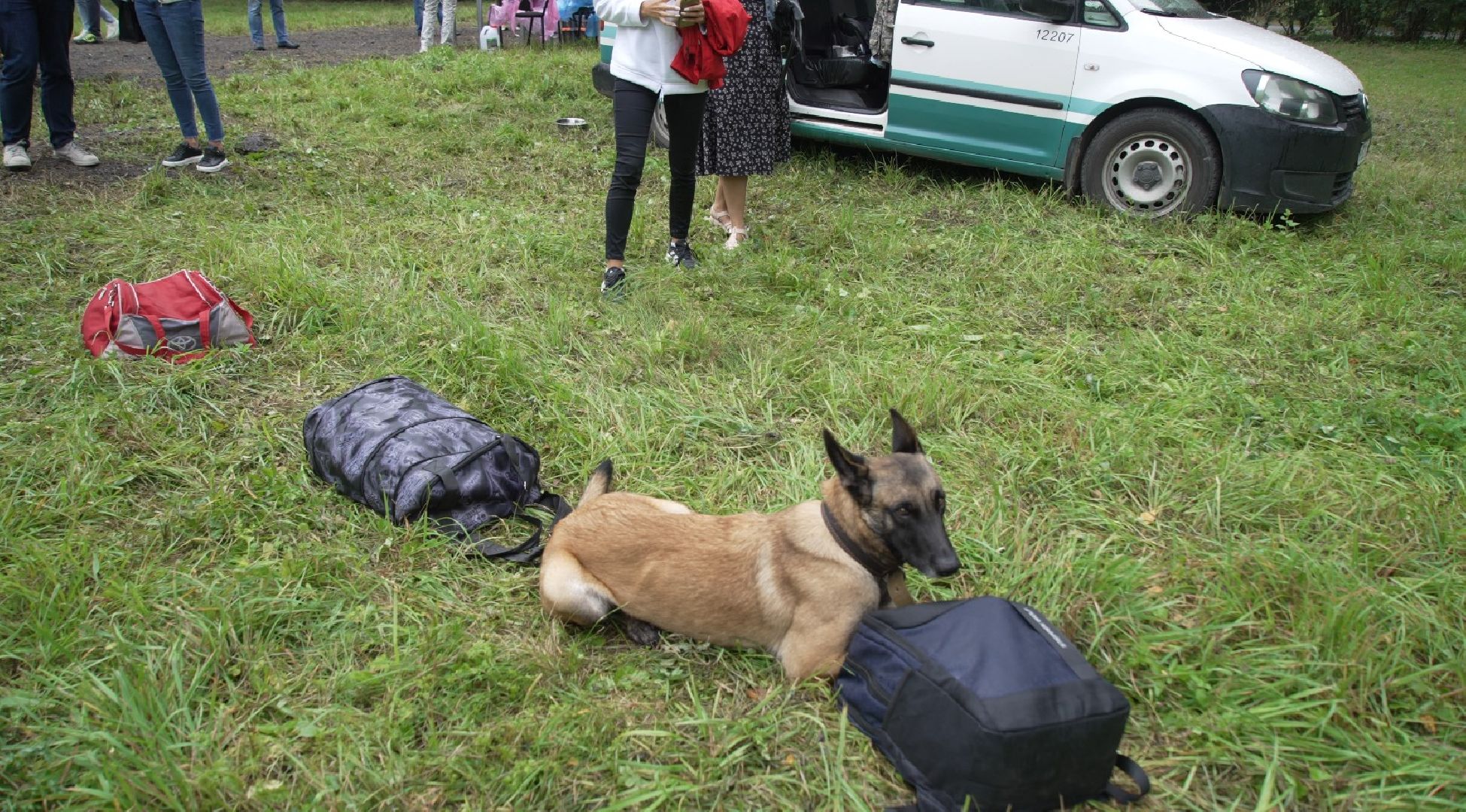 служебные собаки, аэропорт Домодедово