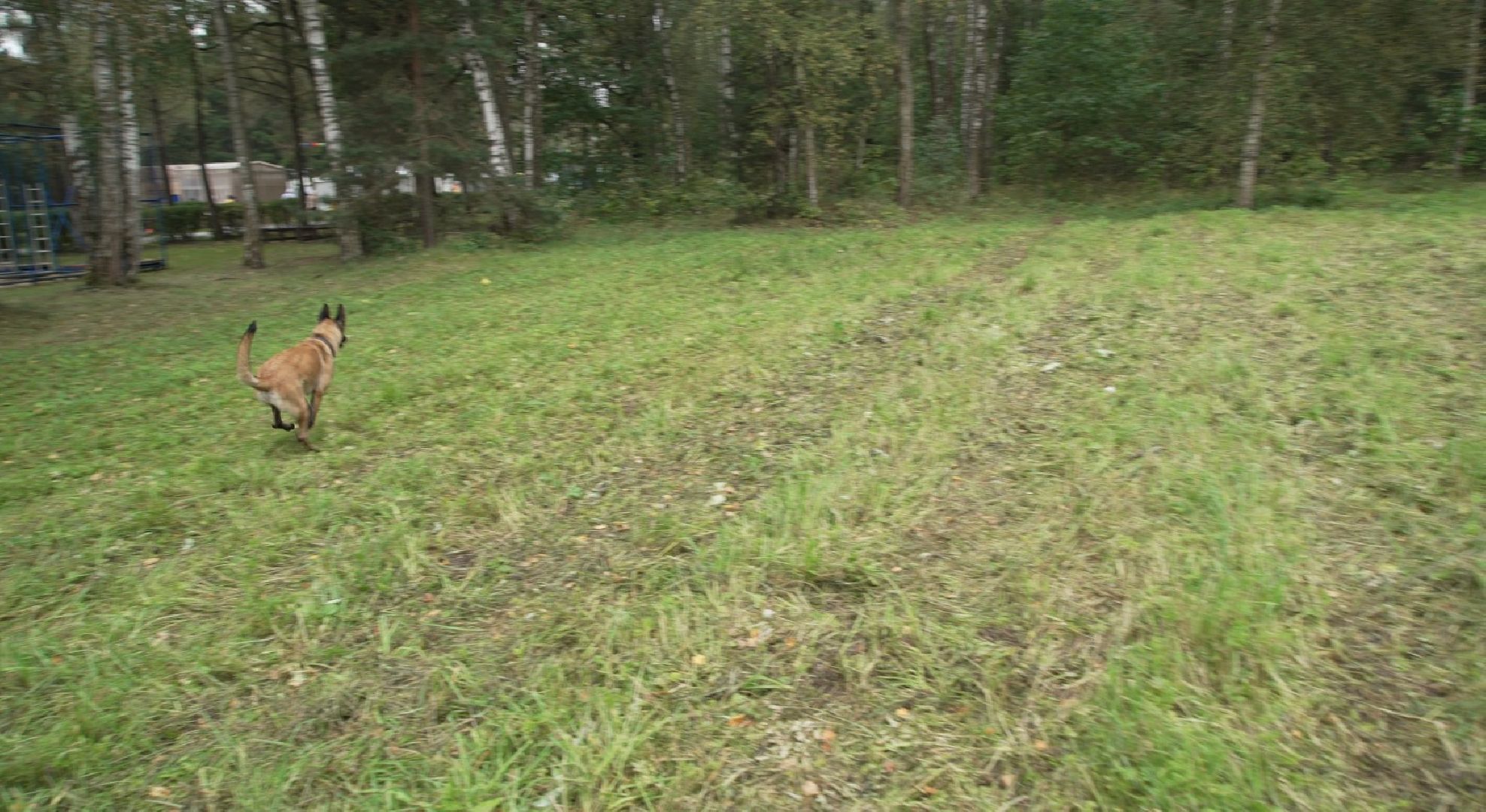 служебные собаки, аэропорт Домодедово