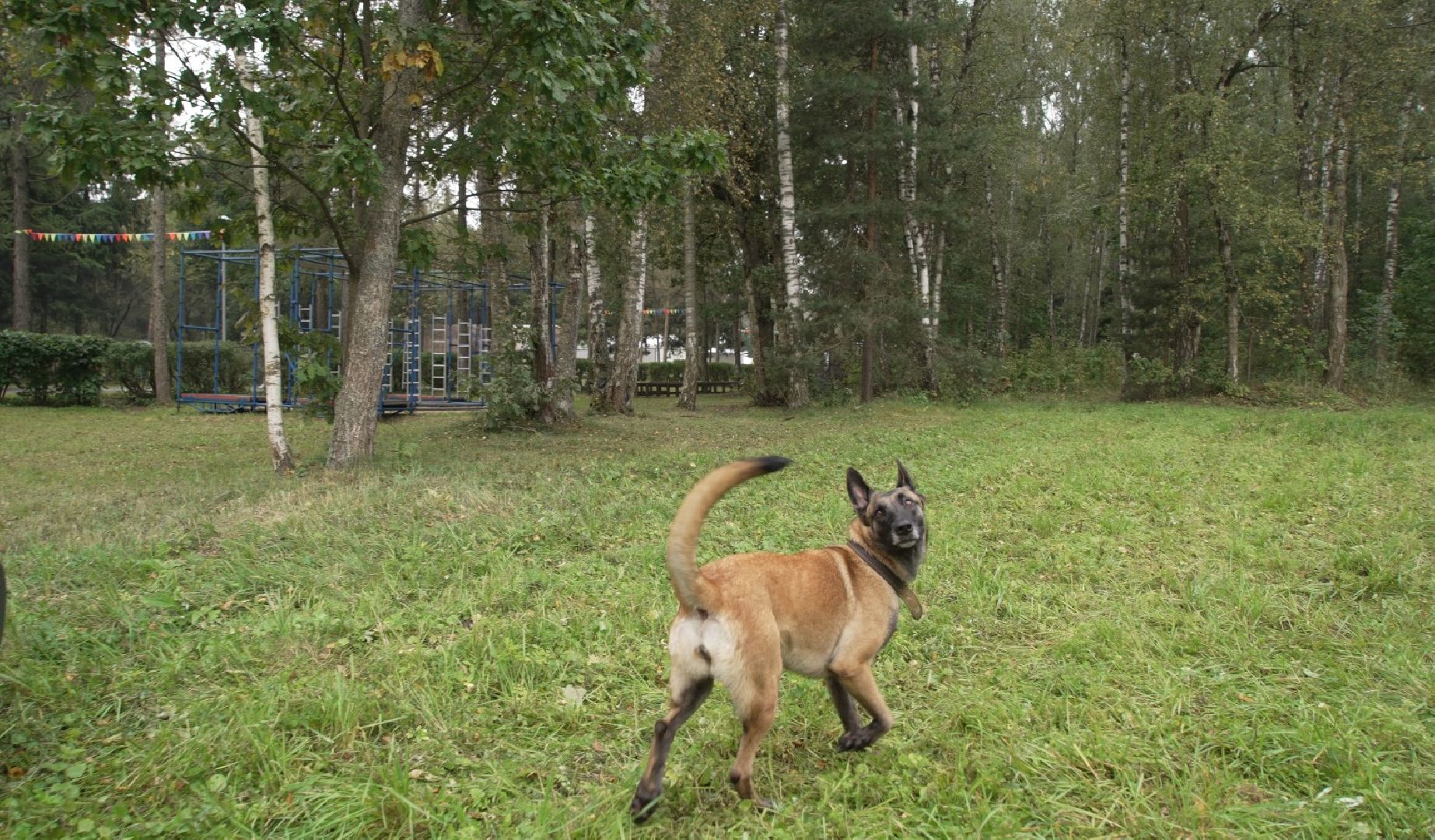 служебные собаки, аэропорт Домодедово