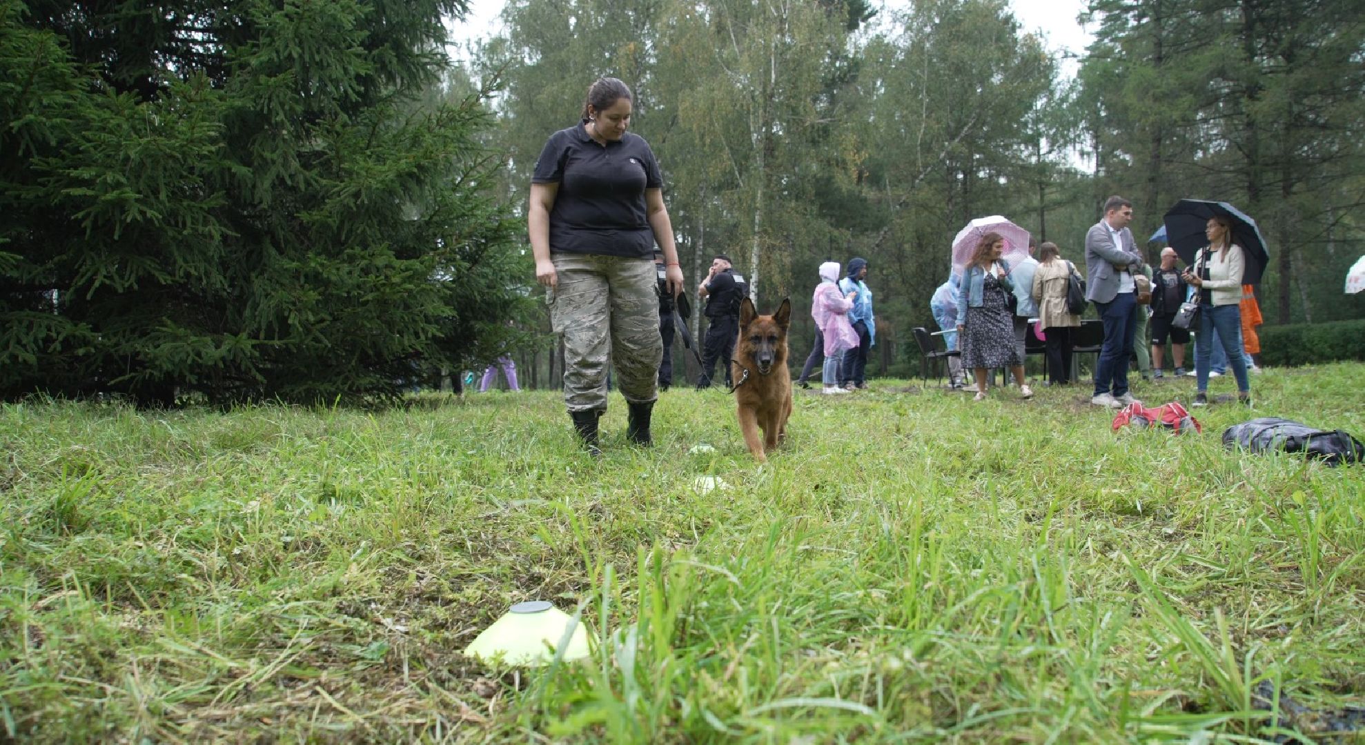 служебные собаки, аэропорт Домодедово