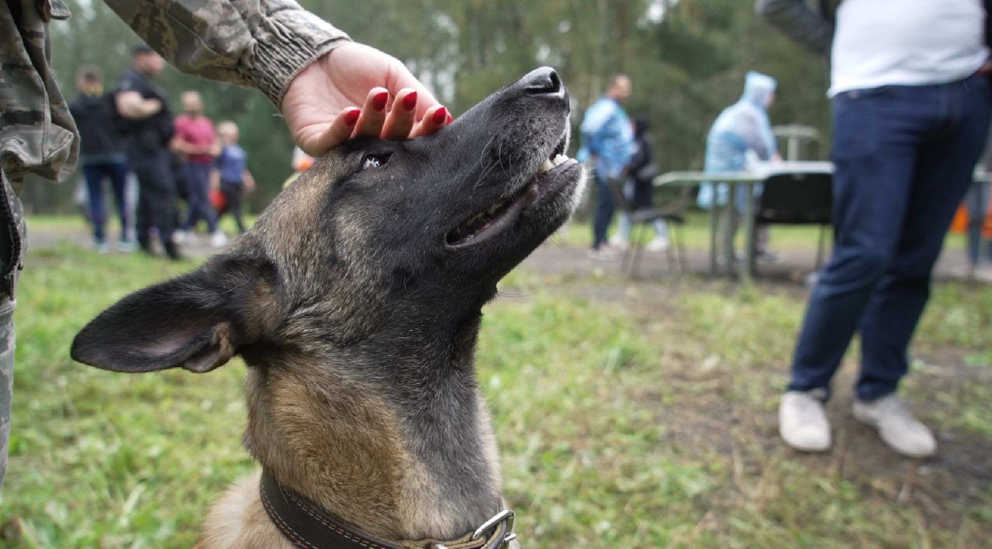 служебные собаки, аэропорт Домодедово
