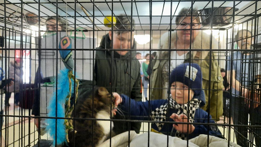 Кошка, собака, приют, зооакция, волонтеры, бездомные, питомец, терапевт, друг, пристройство, выставка, Наро-Фоминск