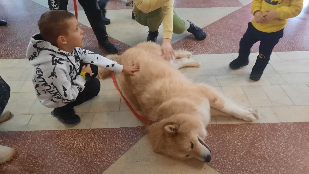 Кошка, собака, приют, зооакция, волонтеры, бездомные, питомец, терапевт, друг, пристройство, выставка, Наро-Фоминск