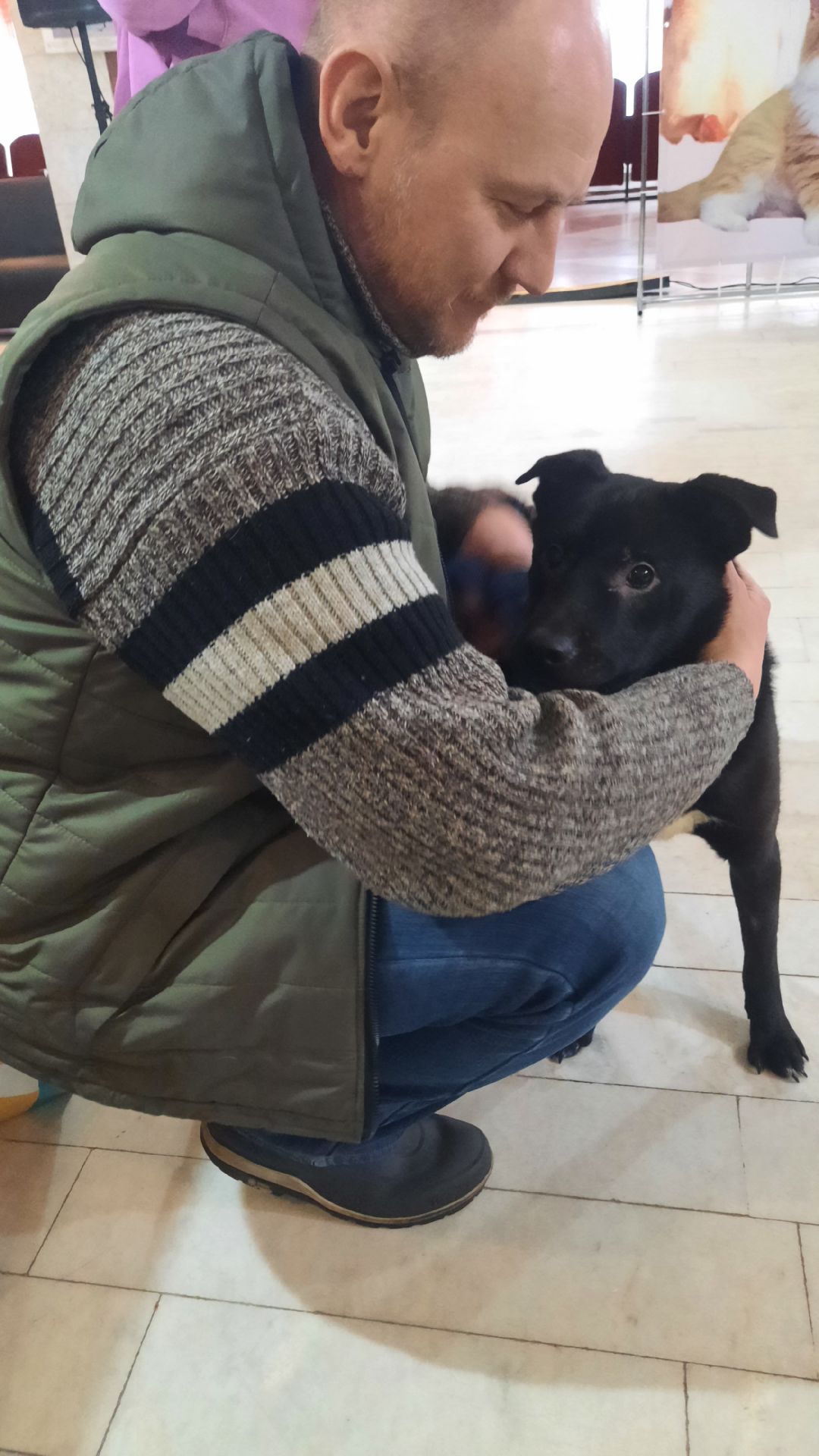 Кошка, собака, приют, зооакция, волонтеры, бездомные, питомец, терапевт, друг, пристройство, выставка, Наро-Фоминск