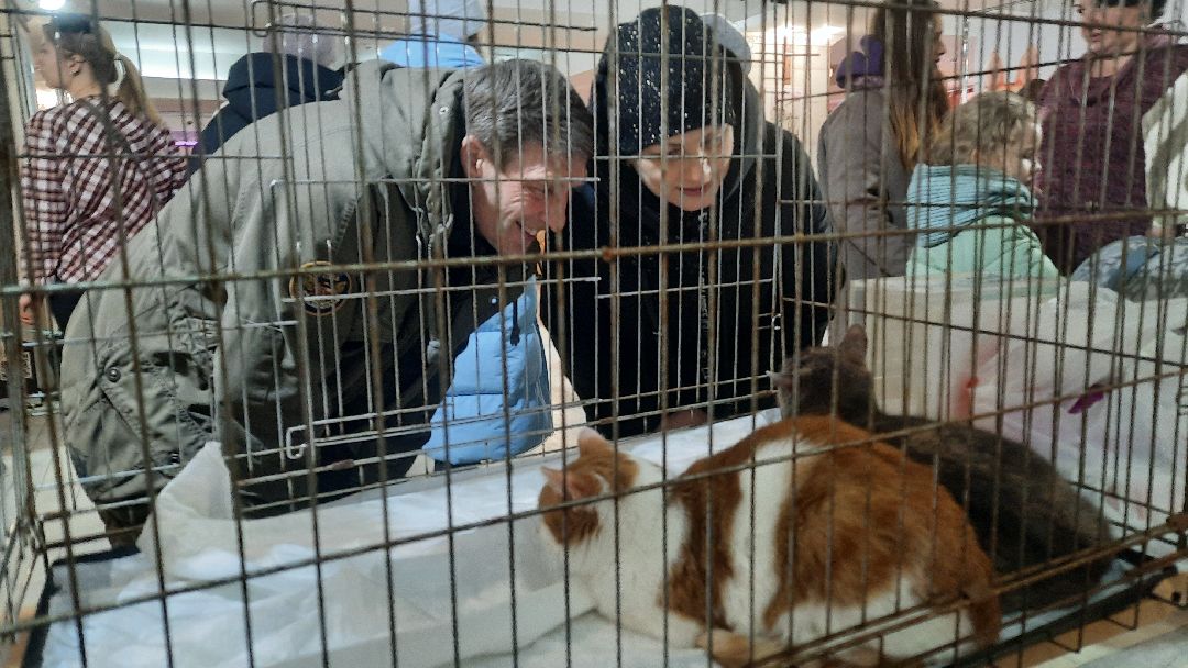 Кошка, собака, приют, зооакция, волонтеры, бездомные, питомец, терапевт, друг, пристройство, выставка, Наро-Фоминск