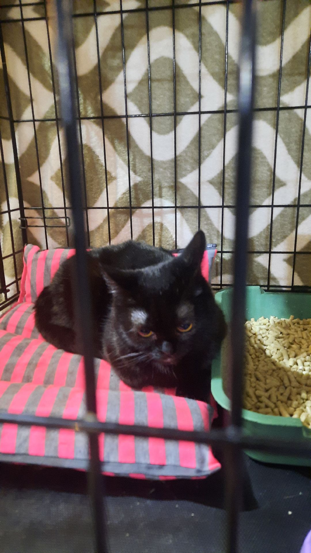 Кошка, собака, приют, зооакция, волонтеры, бездомные, питомец, терапевт, друг, пристройство, выставка, Наро-Фоминск