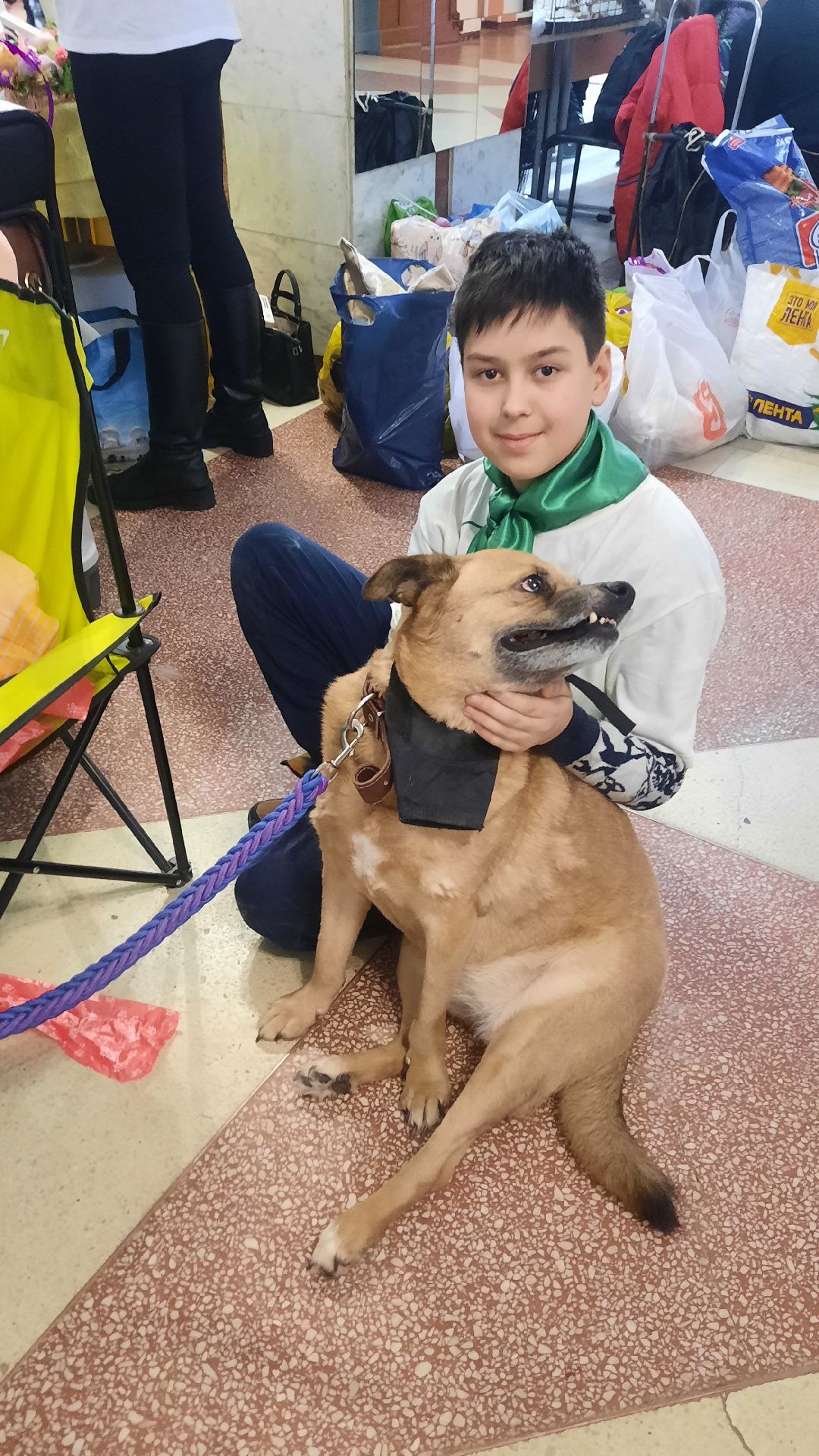 Кошка, собака, приют, зооакция, волонтеры, бездомные, питомец, терапевт, друг, пристройство, выставка, Наро-Фоминск