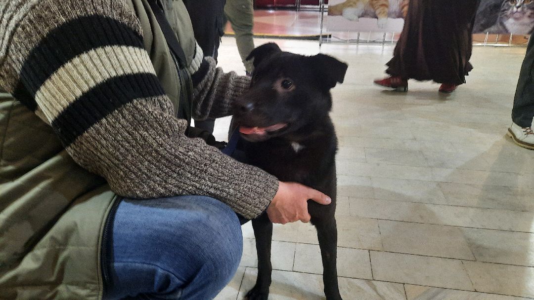 Кошка, собака, приют, зооакция, волонтеры, бездомные, питомец, терапевт, друг, пристройство, выставка, Наро-Фоминск