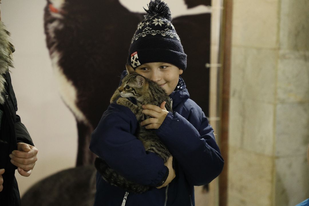 Кошка, собака, приют, зооакция, волонтеры, бездомные, питомец, терапевт, друг, пристройство, выставка, Наро-Фоминск