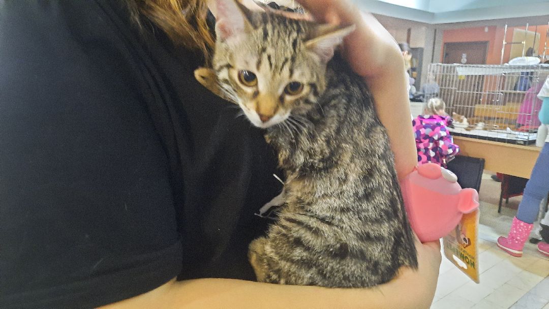 Кошка, собака, приют, зооакция, волонтеры, бездомные, питомец, терапевт, друг, пристройство, выставка, Наро-Фоминск