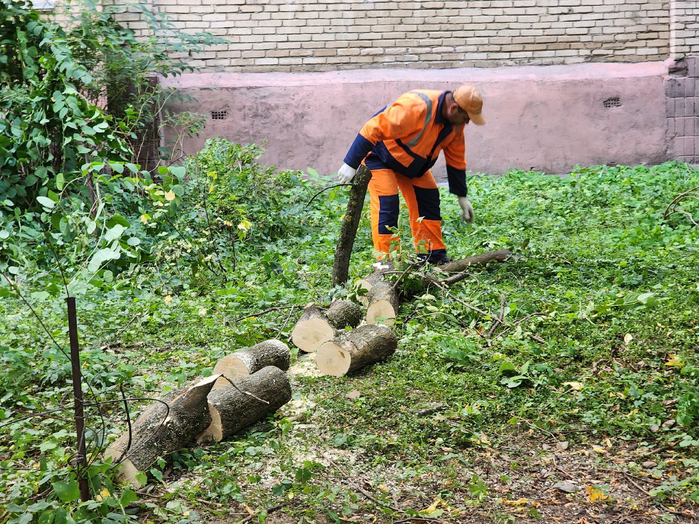 пушкино, благоуйстройство, деревья,