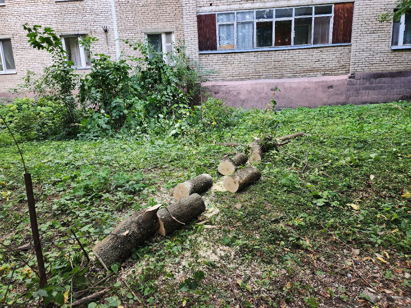 пушкино, благоуйстройство, деревья,