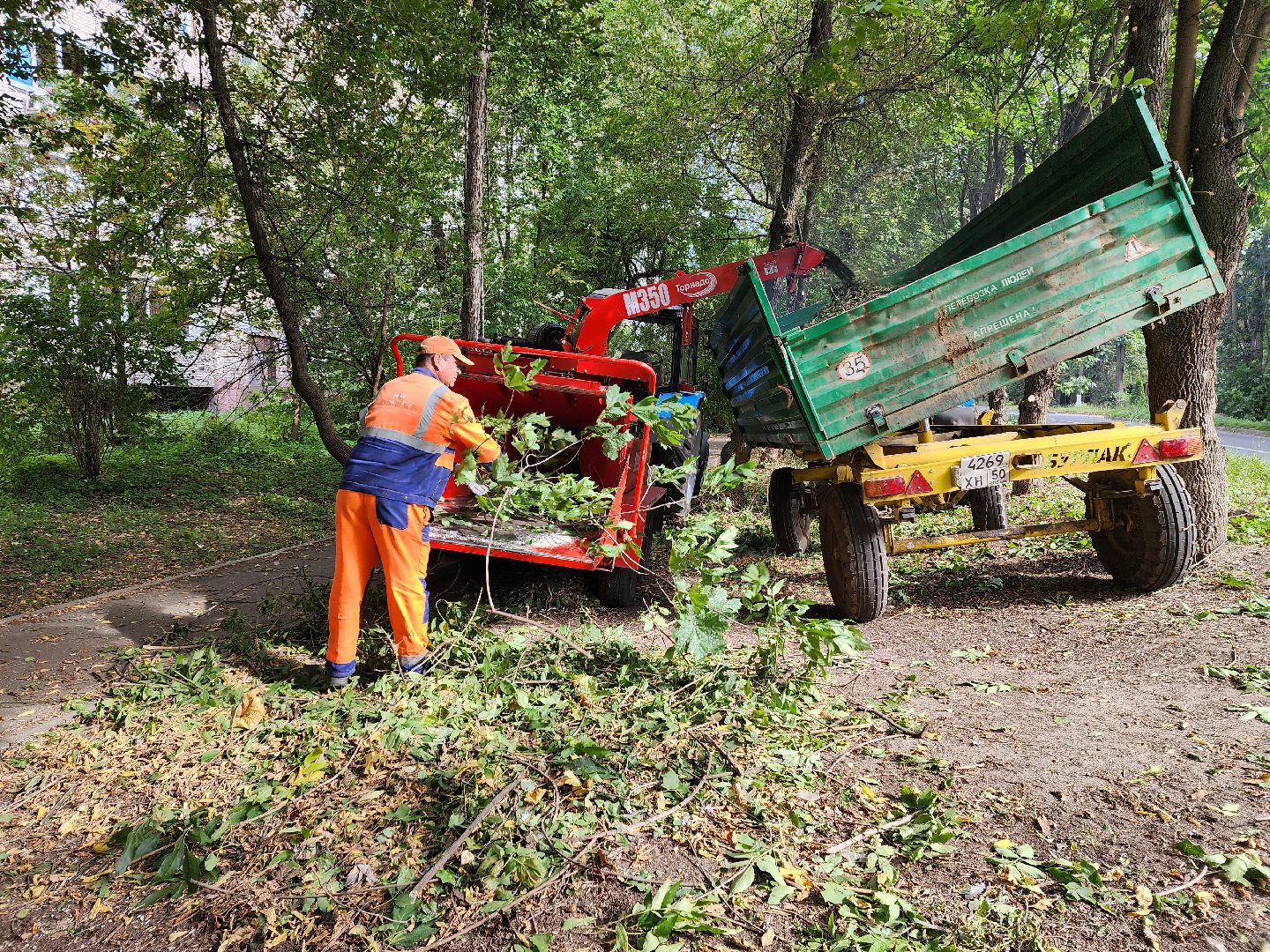 пушкино, благоуйстройство, деревья,