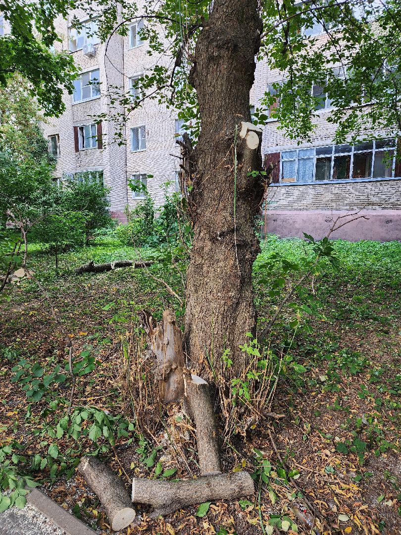 пушкино, благоуйстройство, деревья,