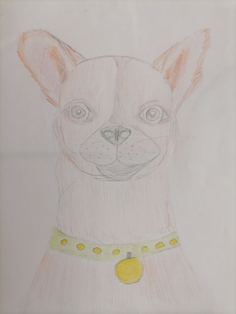 помощьбездомнымживотным