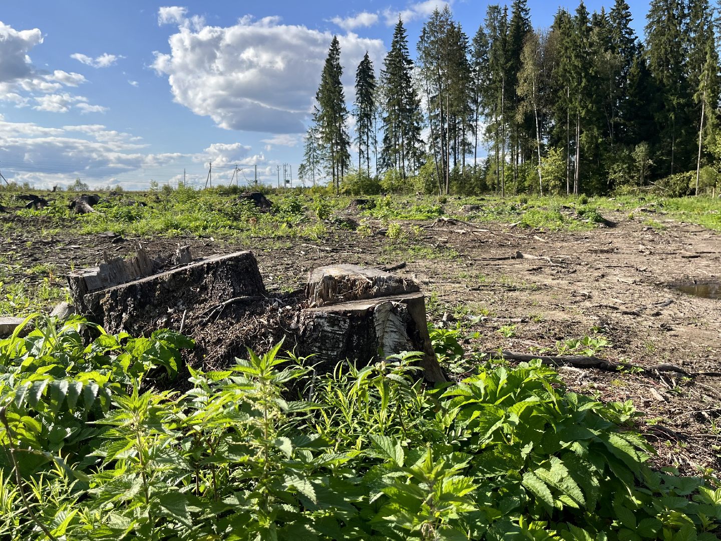 Наро-Фоминск, Наш лес, посади дерево, экология, экологическая акция,