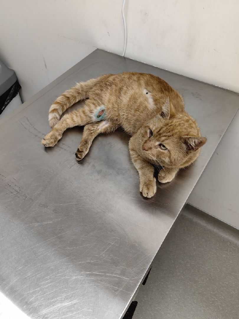 Солнечногорск, кот, животные, операция, спасение