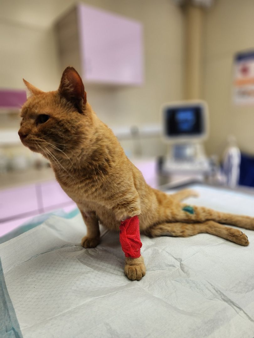 Солнечногорск, кот, животные, операция, спасение