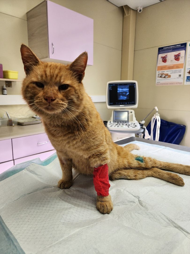 Солнечногорск, кот, животные, операция, спасение