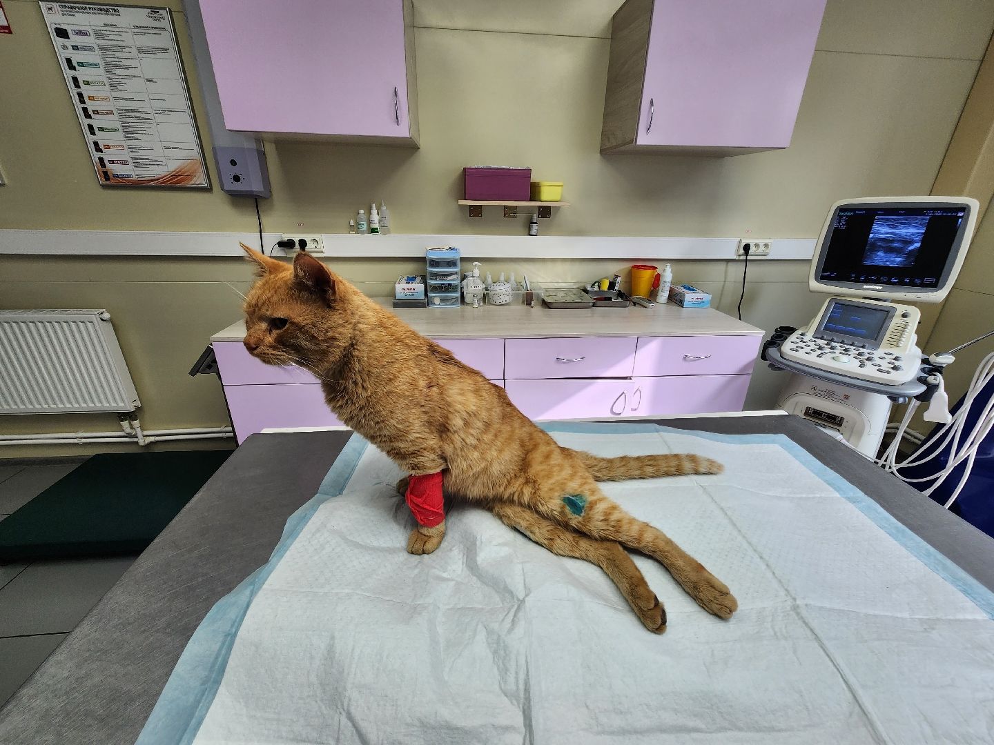 Солнечногорск, кот, животные, операция, спасение