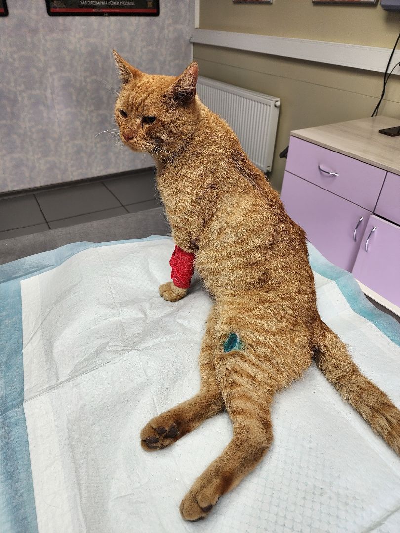 Солнечногорск, кот, животные, операция, спасение