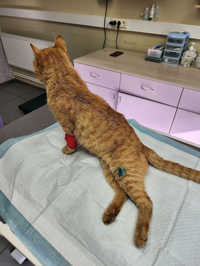 Солнечногорск, кот, животные, операция, спасение