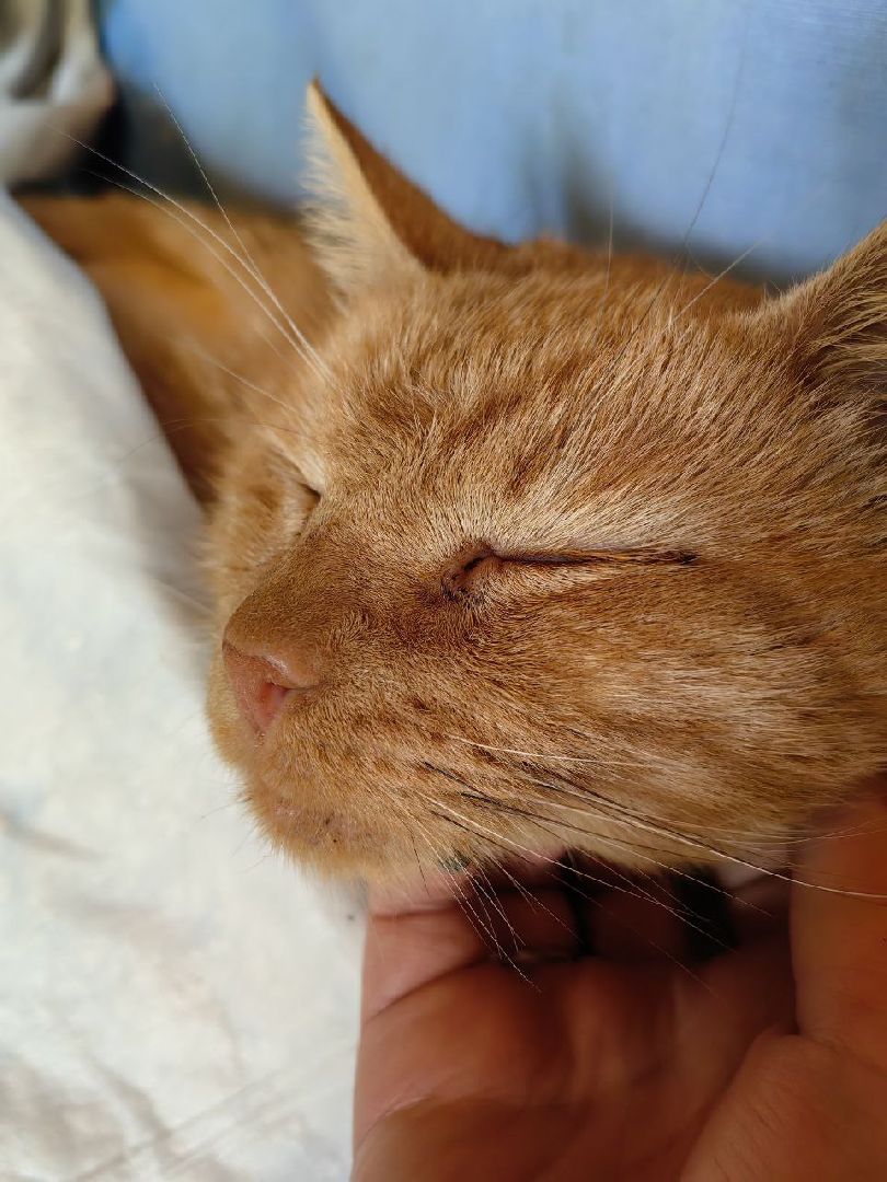 Солнечногорск, кот, животные, операция, спасение