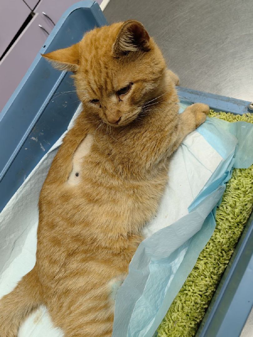 Солнечногорск, кот, животные, операция, спасение