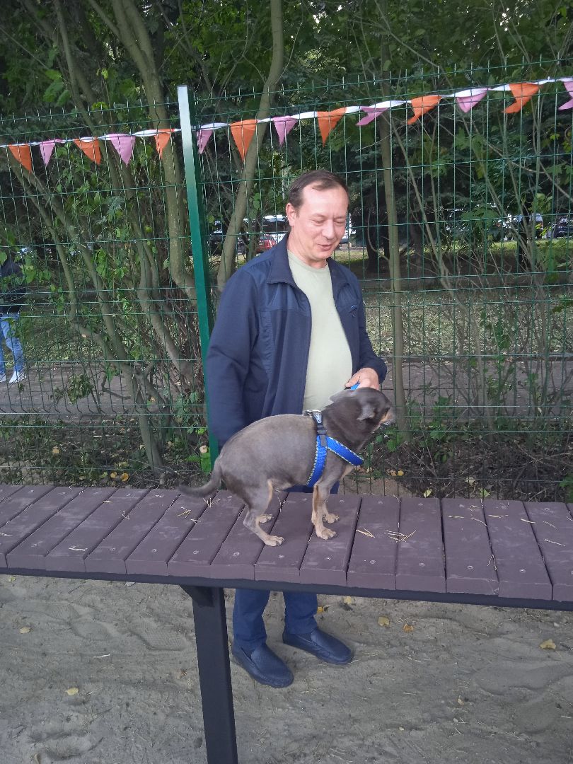 собачья, площадка, Четыре, лапы, социально-ответственный, бизнес, Цыпин, Аубакиров, Грибанов