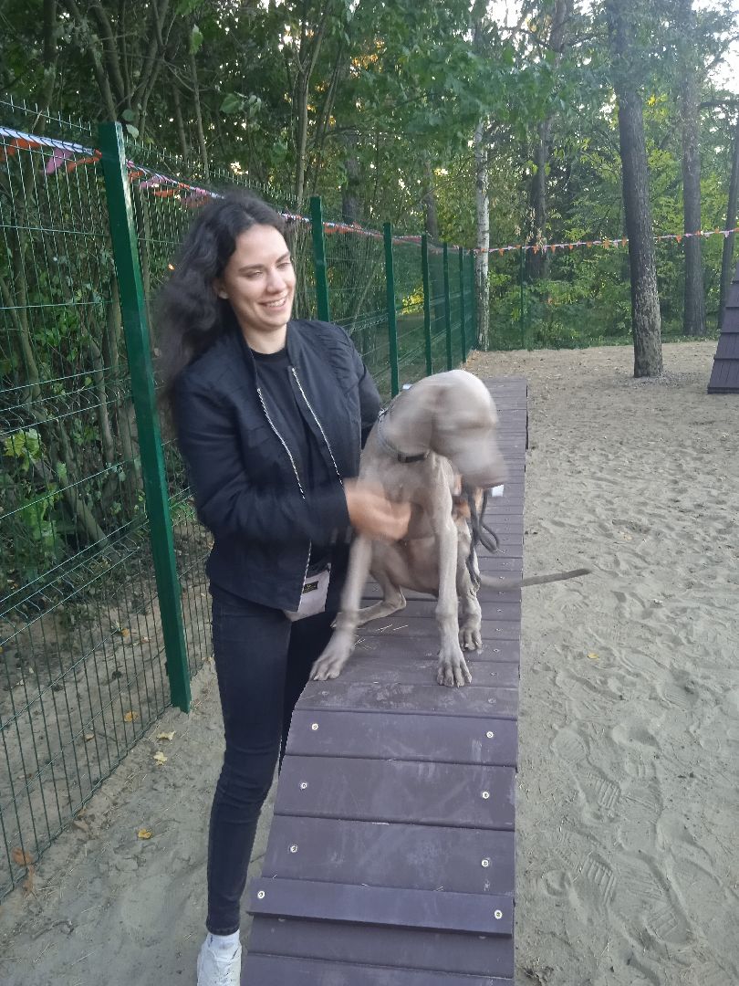 собачья, площадка, Четыре, лапы, социально-ответственный, бизнес, Цыпин, Аубакиров, Грибанов