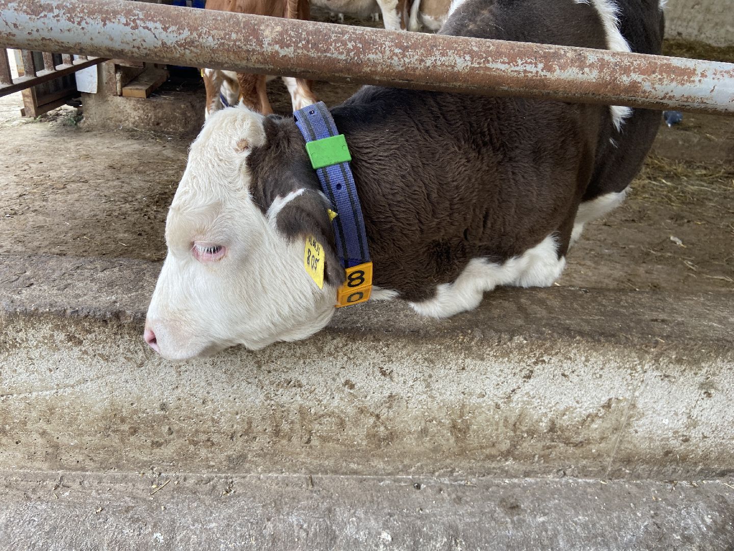 выборы 2023, выборы губернатора, дистанционное голосование,