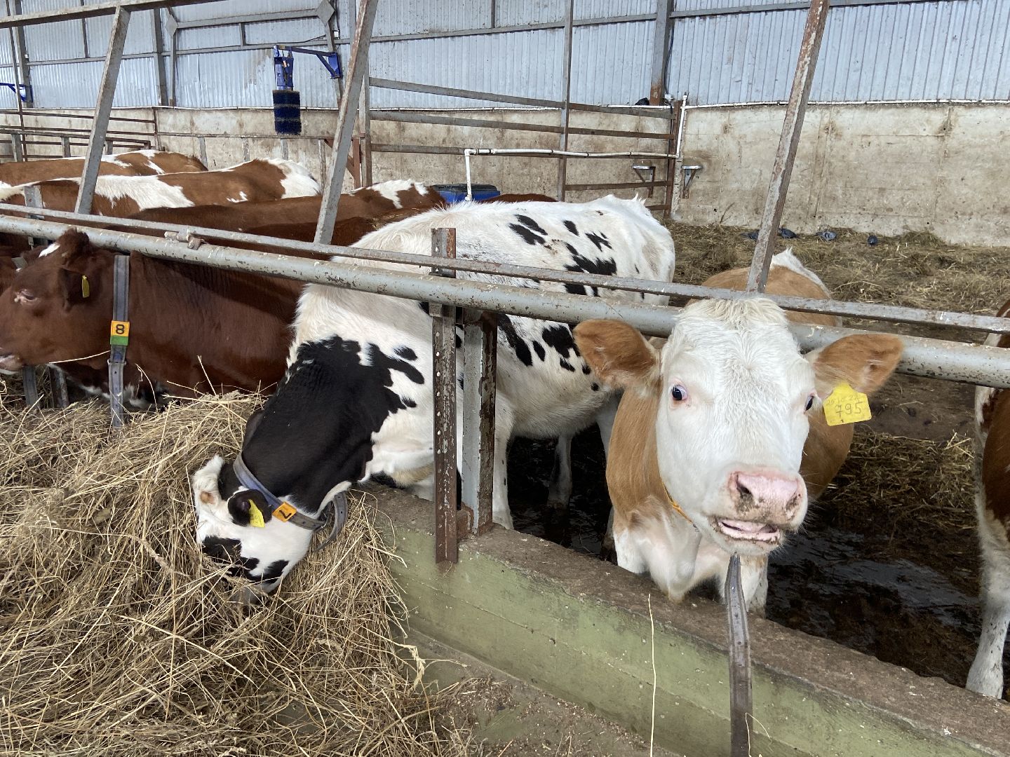 выборы 2023, выборы губернатора, дистанционное голосование,