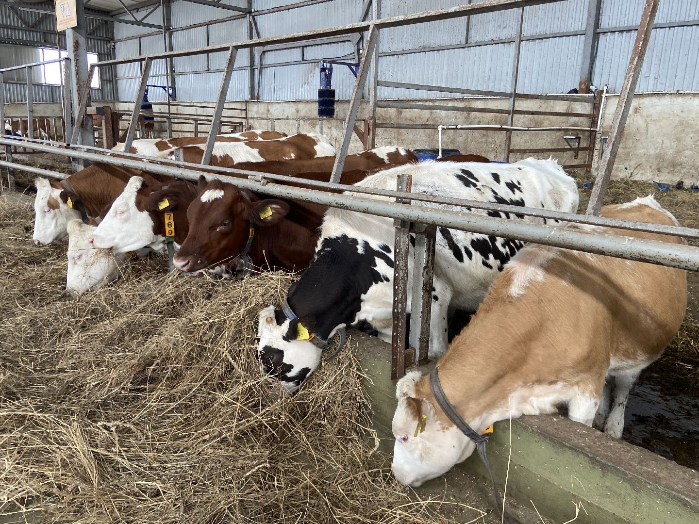 выборы 2023, выборы губернатора, дистанционное голосование,