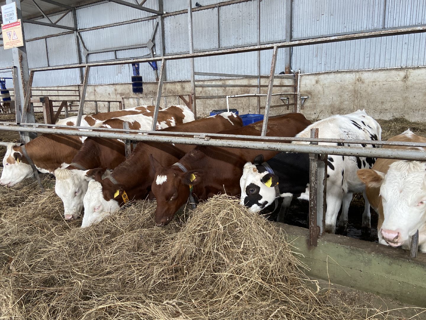 выборы 2023, выборы губернатора, дистанционное голосование,