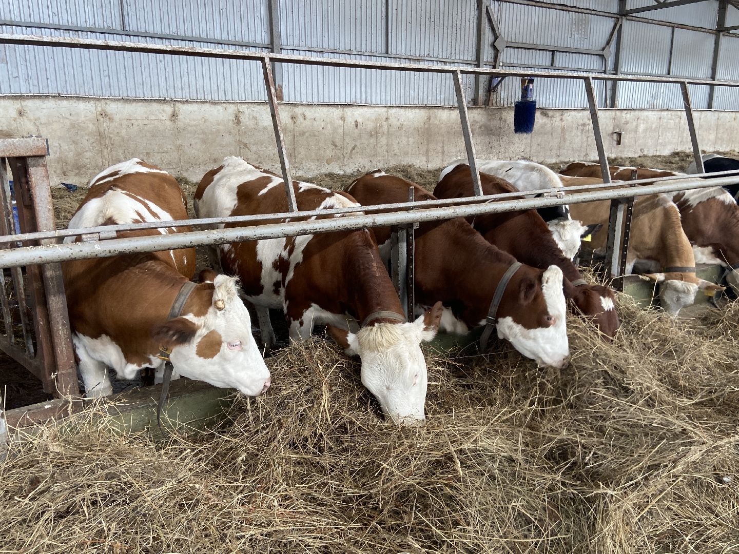 выборы 2023, выборы губернатора, дистанционное голосование,