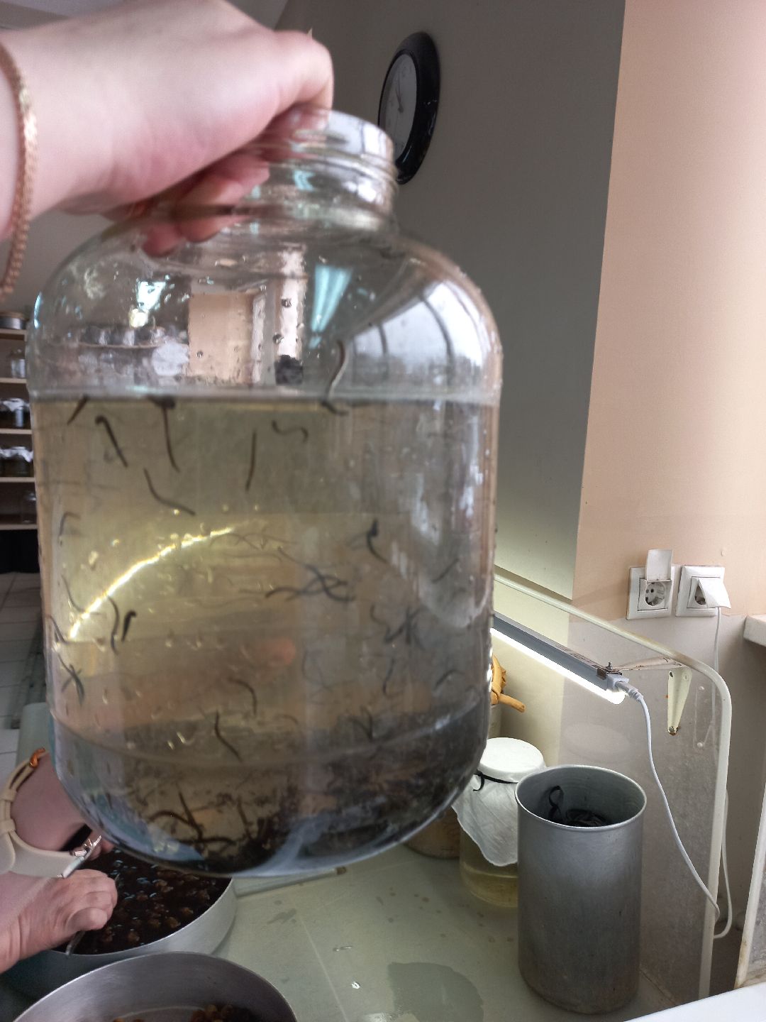 пиявки, кровь, Международный центр медицинской пиявки, медицина, особь