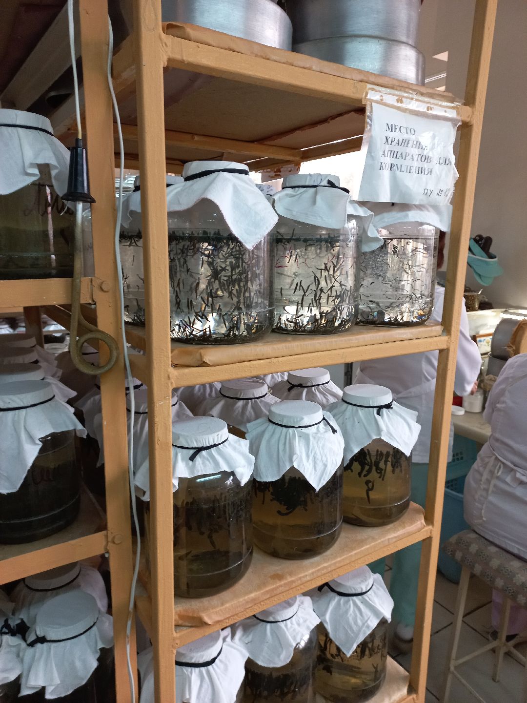 пиявки, кровь, Международный центр медицинской пиявки, медицина, особь