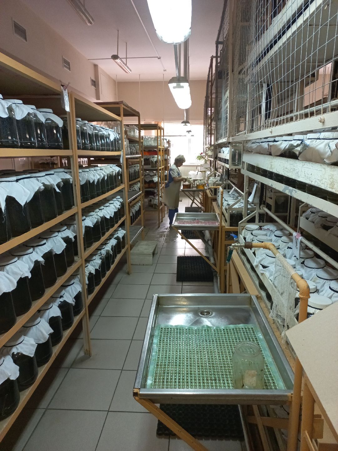 пиявки, кровь, Международный центр медицинской пиявки, медицина, особь