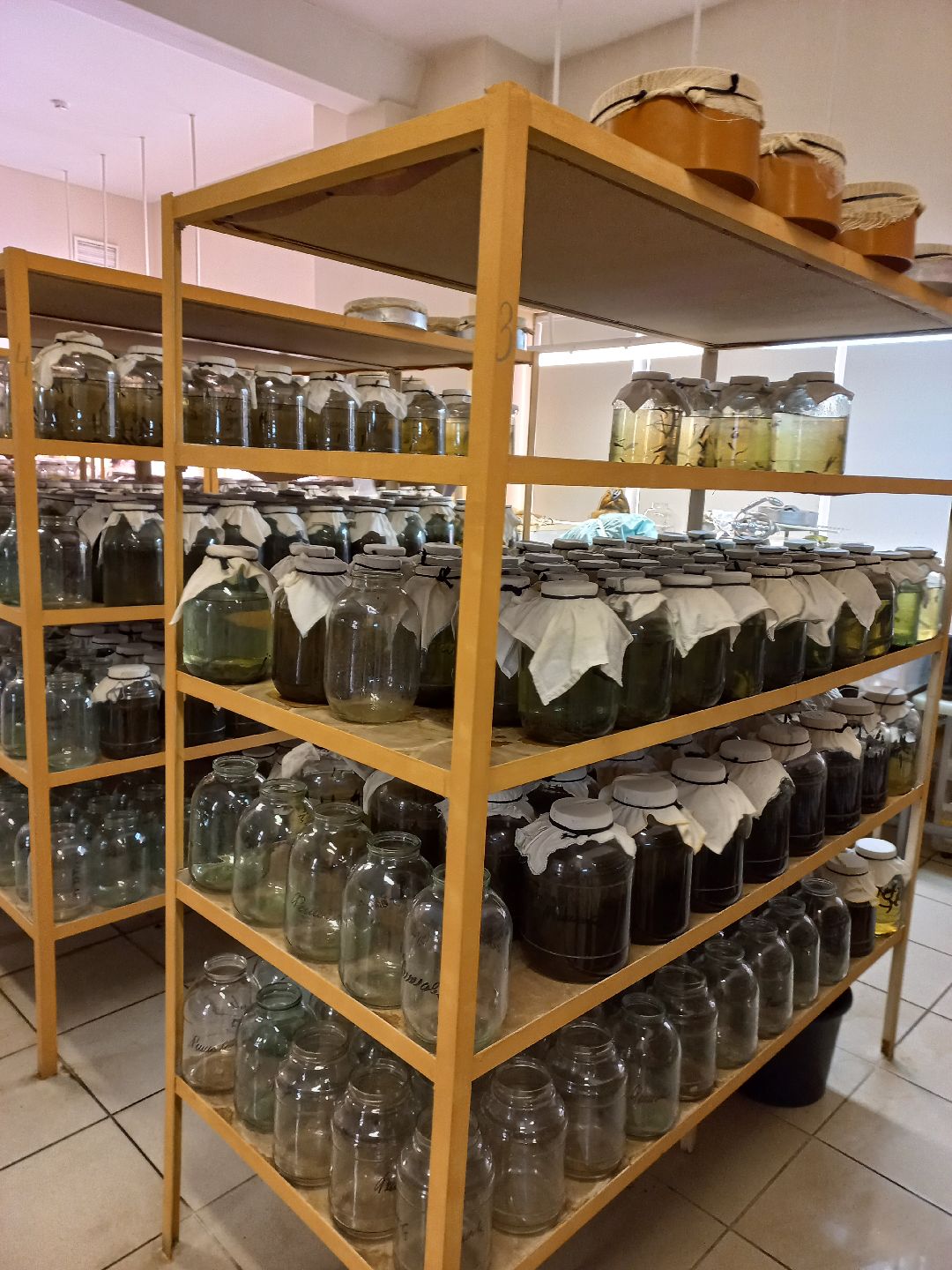 пиявки, кровь, Международный центр медицинской пиявки, медицина, особь