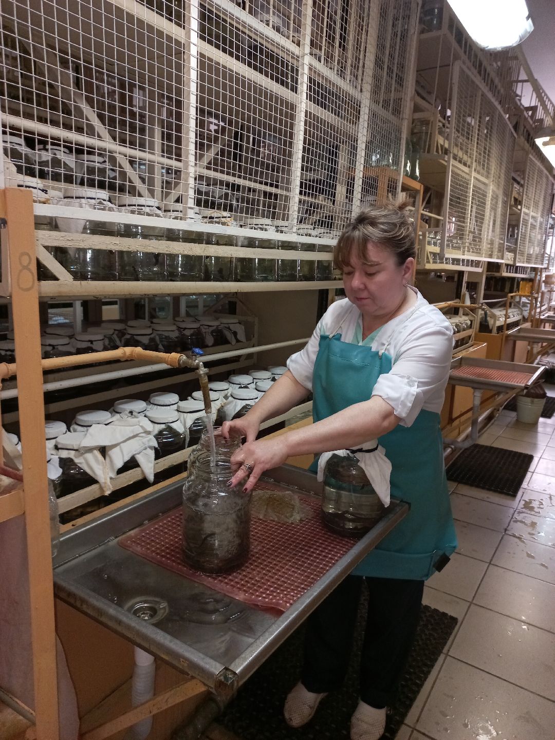 пиявки, кровь, Международный центр медицинской пиявки, медицина, особь