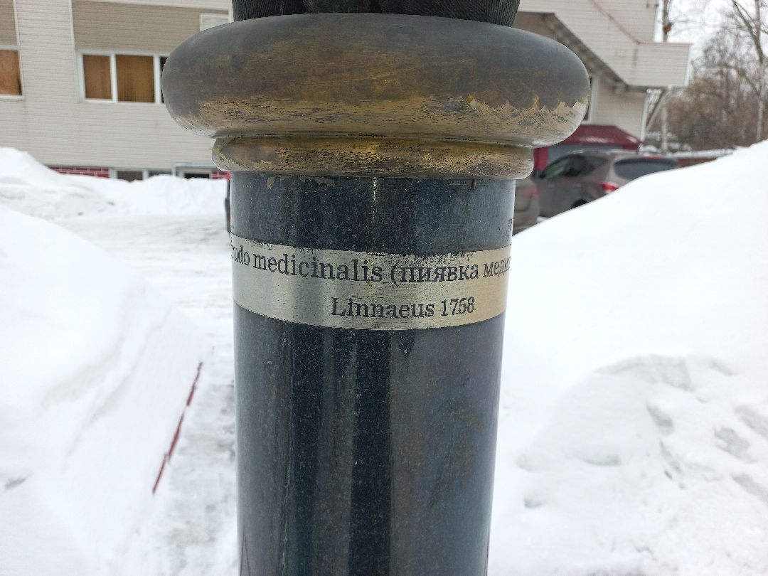 пиявки, кровь, Международный центр медицинской пиявки, медицина, особь