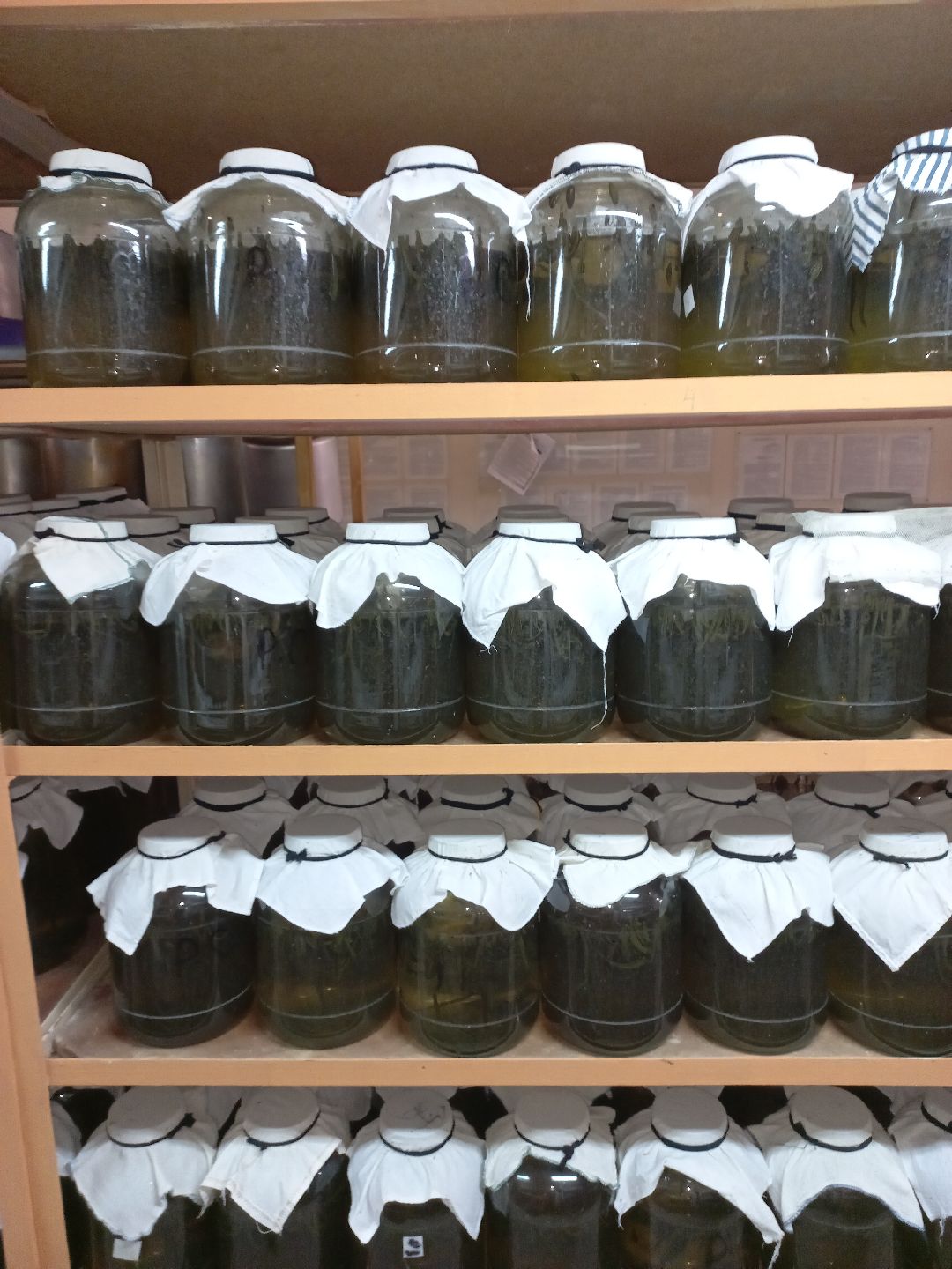 пиявки, кровь, Международный центр медицинской пиявки, медицина, особь