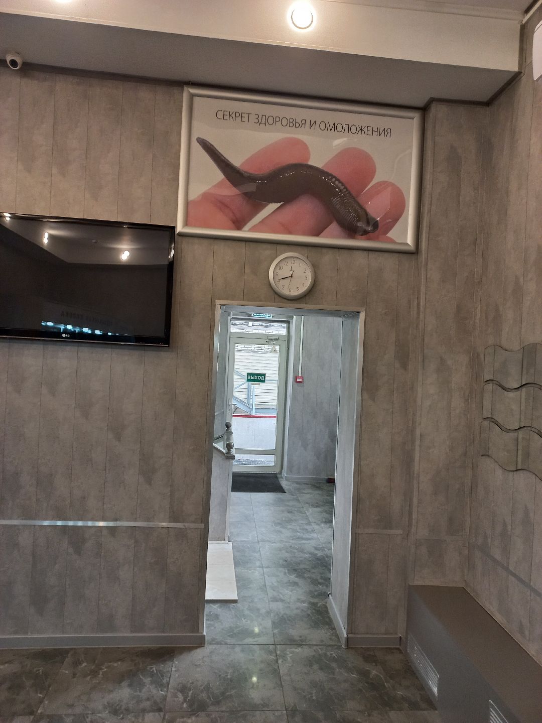 пиявки, кровь, Международный центр медицинской пиявки, медицина, особь