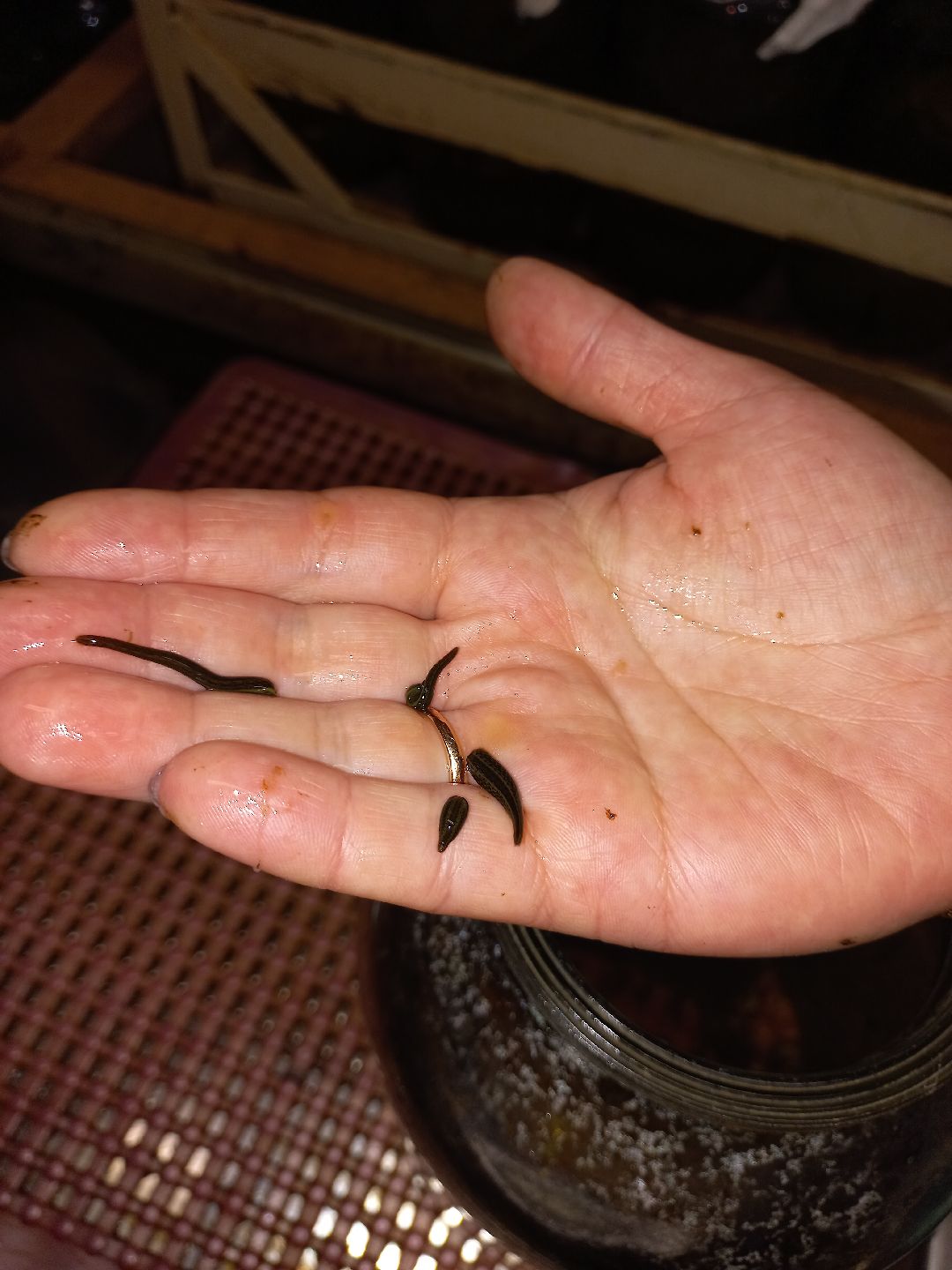 пиявки, кровь, Международный центр медицинской пиявки, медицина, особь